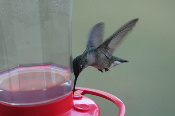 Tamron SP 150-600mm F5-6.3 Di VC USD sample photo. Img photography