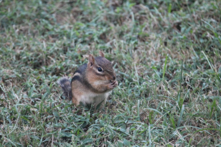 Tamron SP 150-600mm F5-6.3 Di VC USD sample photo. Chipmunk photography