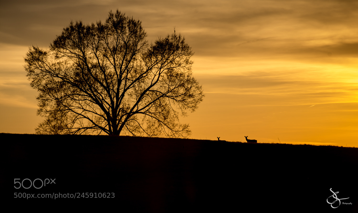 Nikon D7200 sample photo. Deer photography
