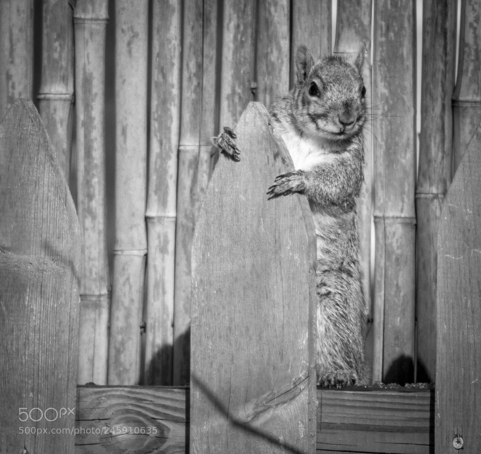 Nikon D7100 sample photo. Squirrel portrait photography