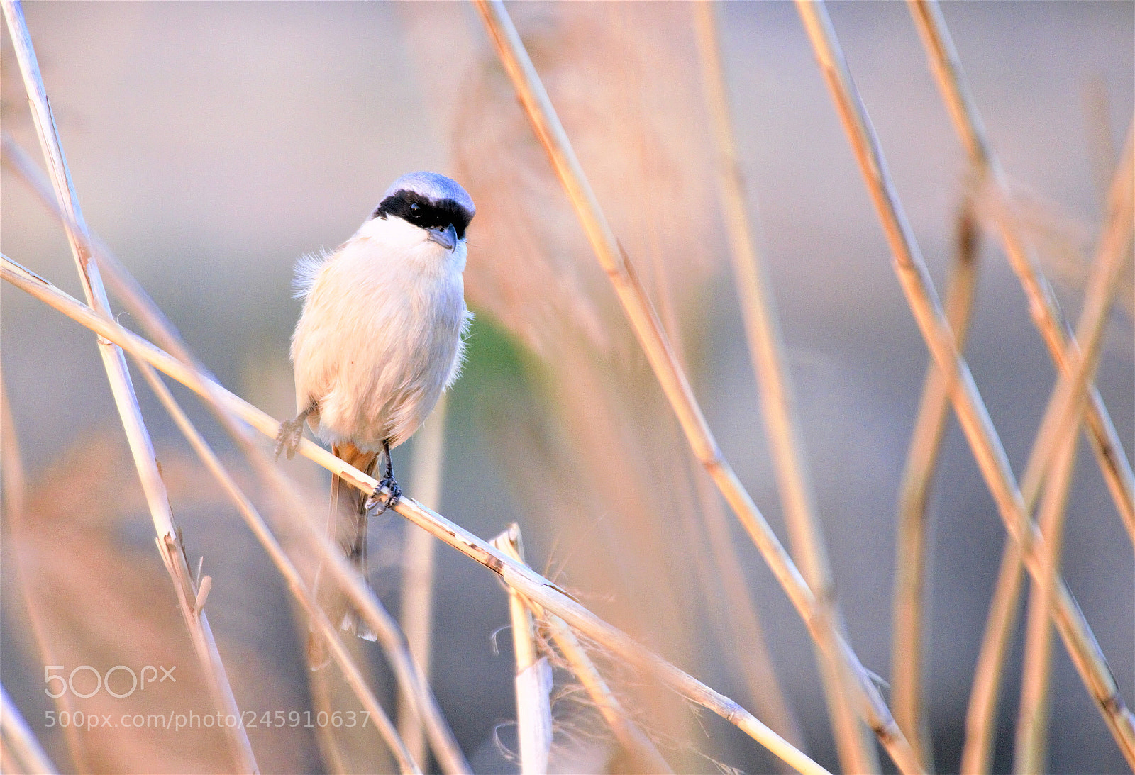 Nikon D800 sample photo. When winter has passed. photography