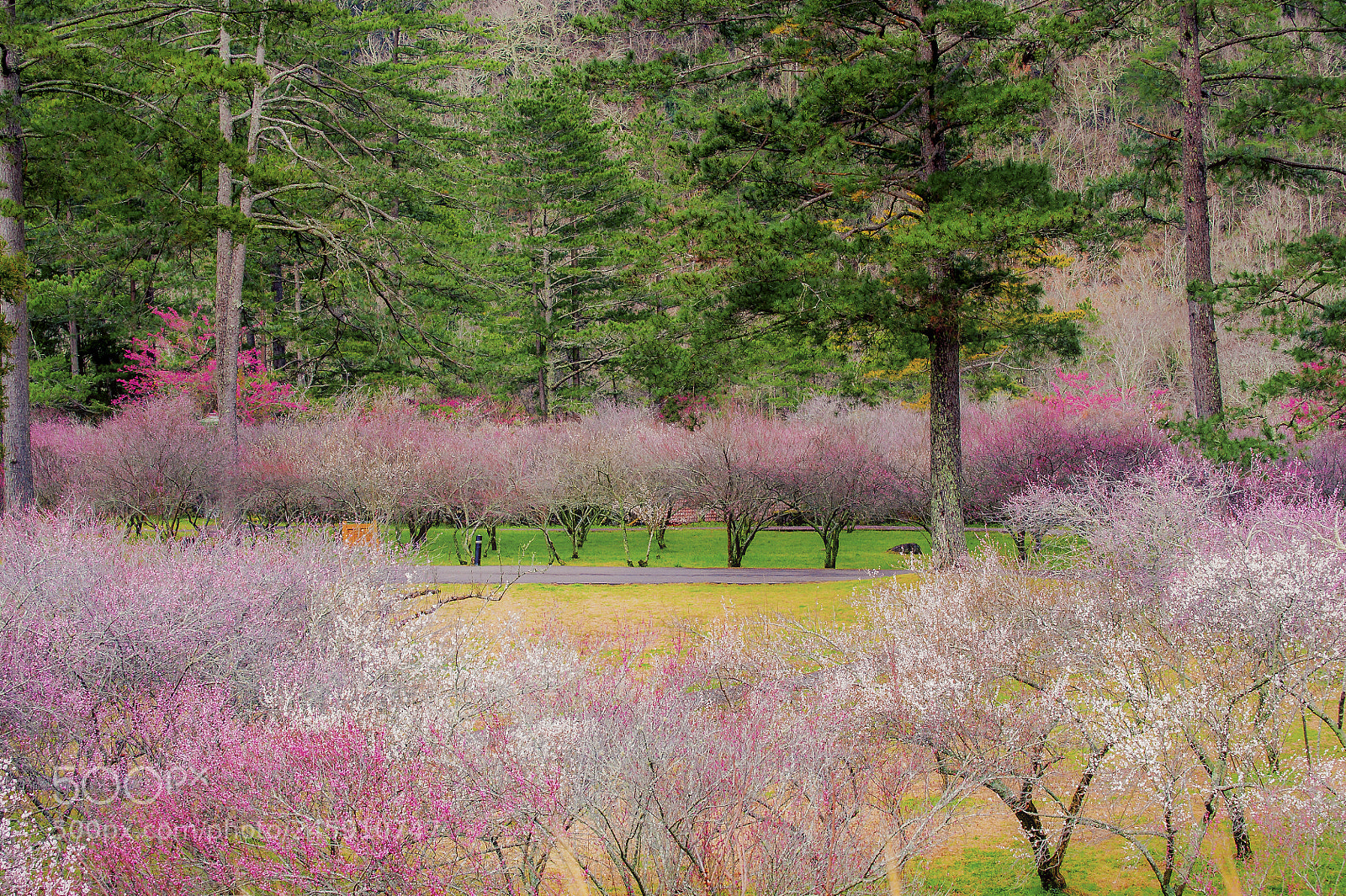 Nikon D700 sample photo. Untitled photography