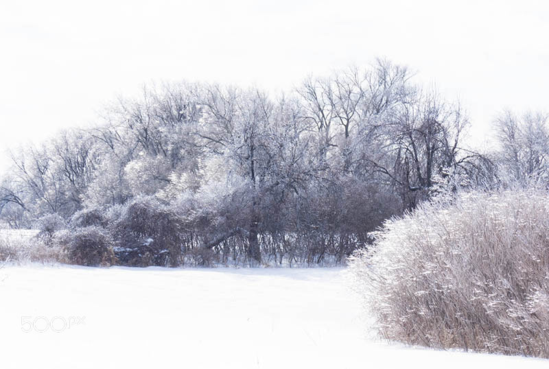 Olympus OM-D E-M1 sample photo. After the ice storm photography