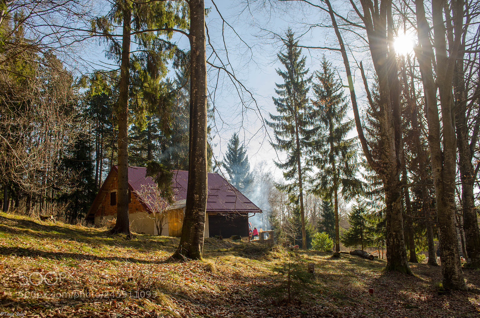 Nikon D5100 sample photo. "into the woods" photography