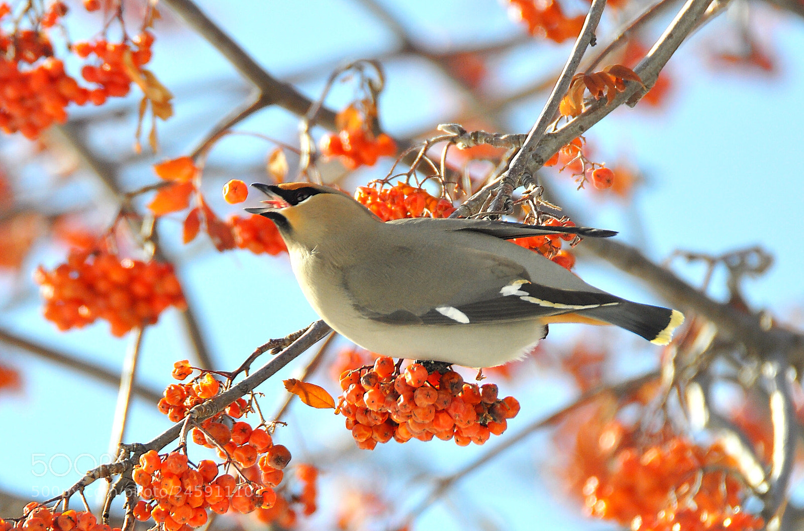 Nikon D90 sample photo. Waxwing photography