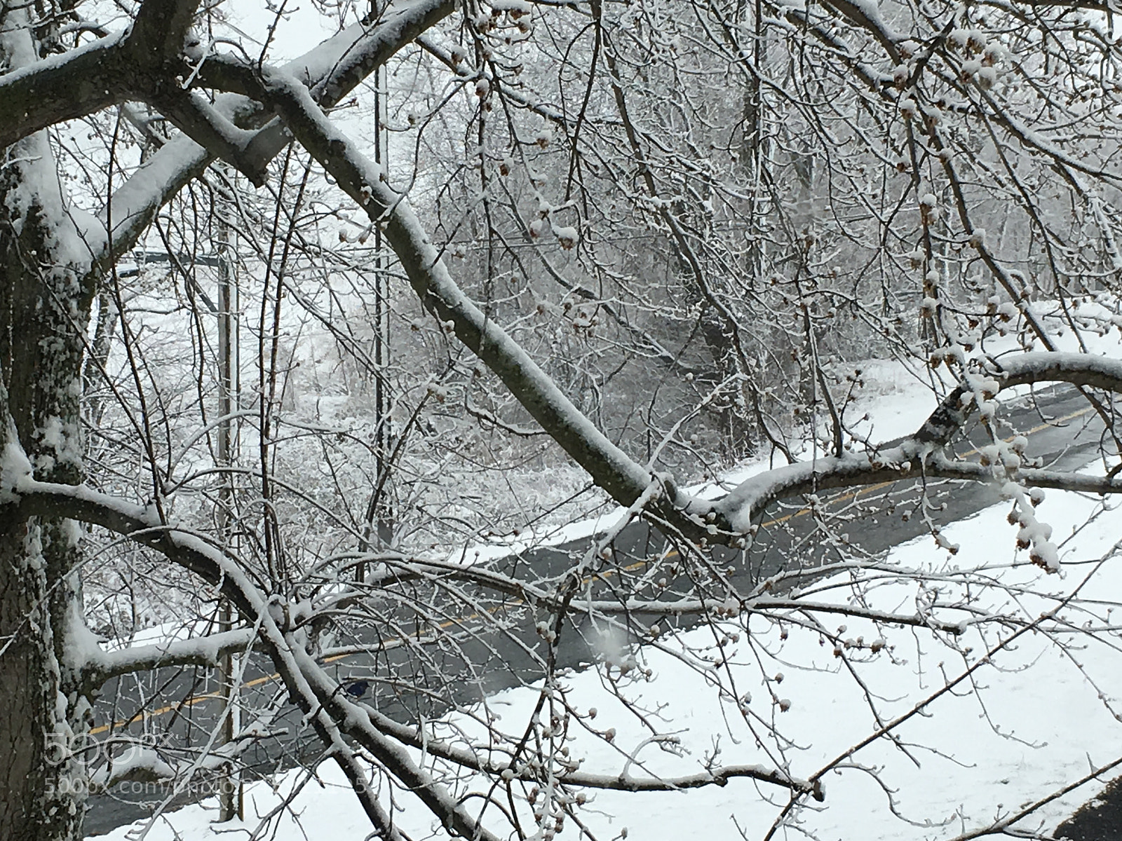 Apple iPhone 6s sample photo. Snowy tree photography
