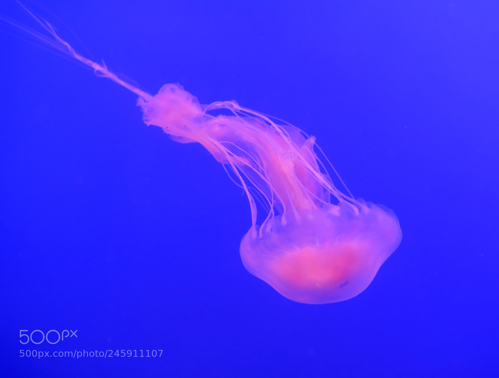 Fujifilm X-T2 sample photo. Pink and blue photography