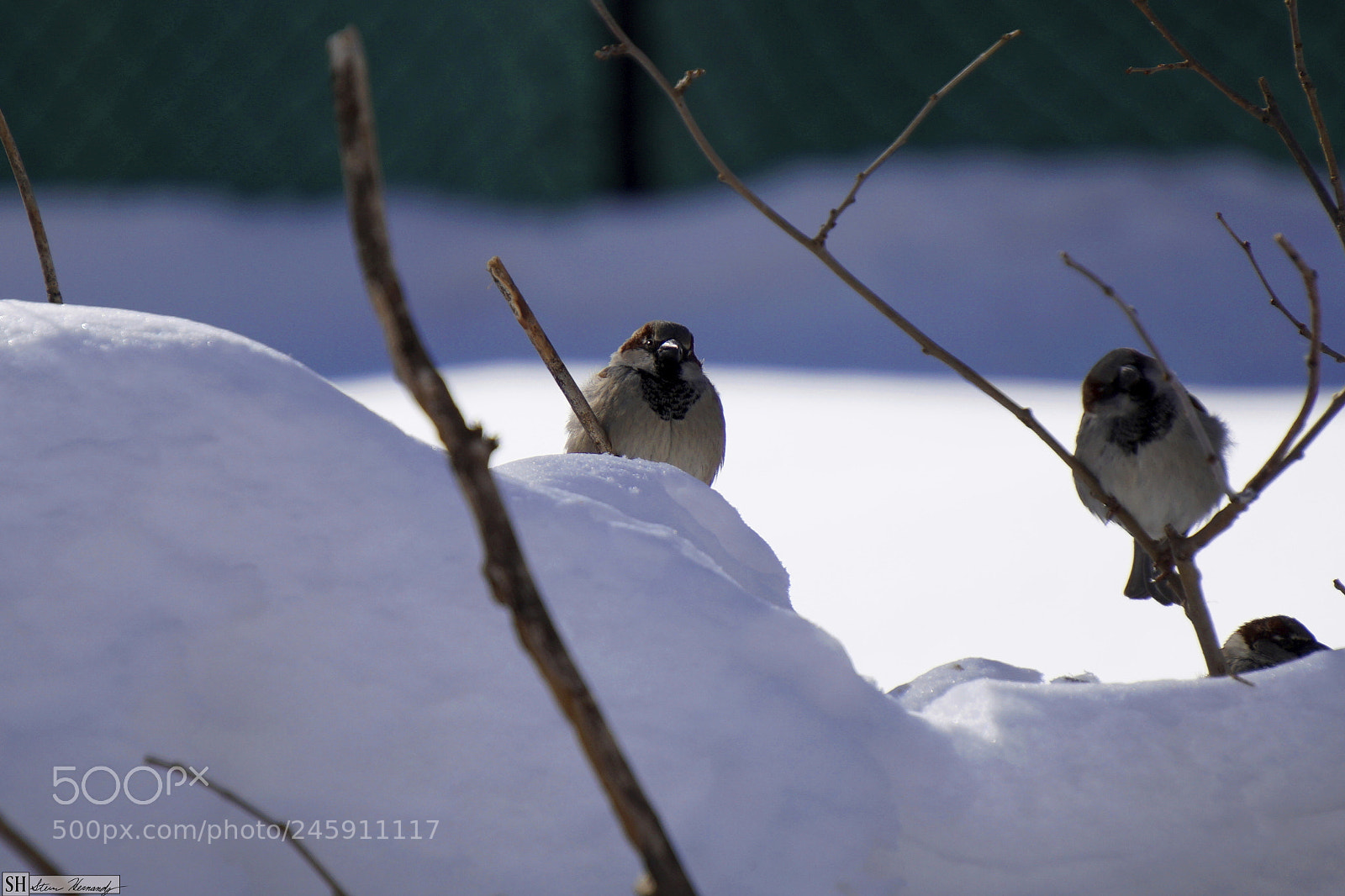 Sony E 55-210mm F4.5-6.3 OSS sample photo. () photography