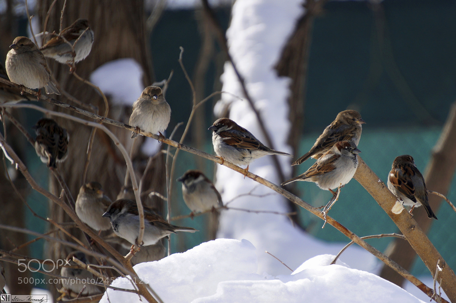 Sony E 55-210mm F4.5-6.3 OSS sample photo. () photography