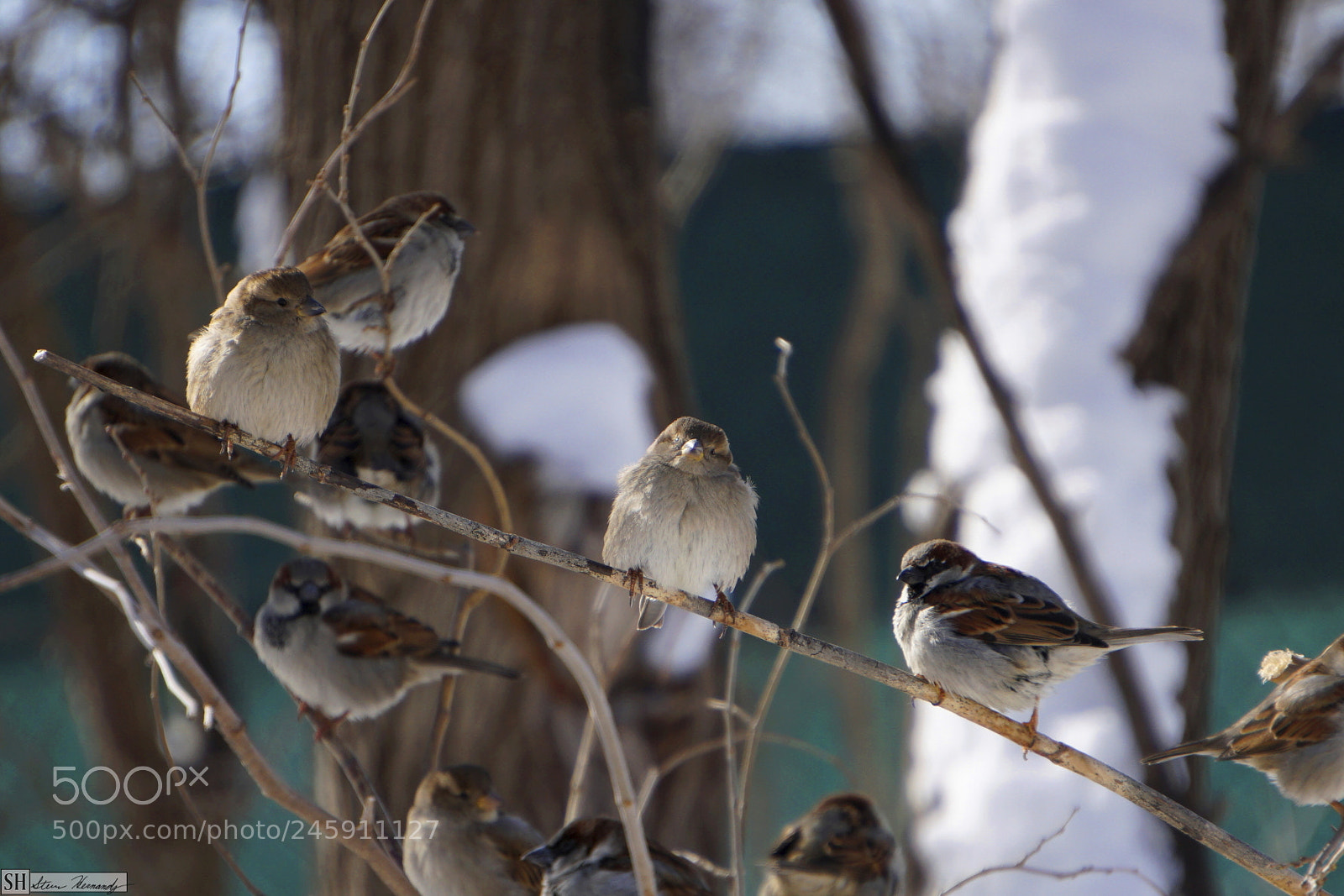 Sony E 55-210mm F4.5-6.3 OSS sample photo. () photography