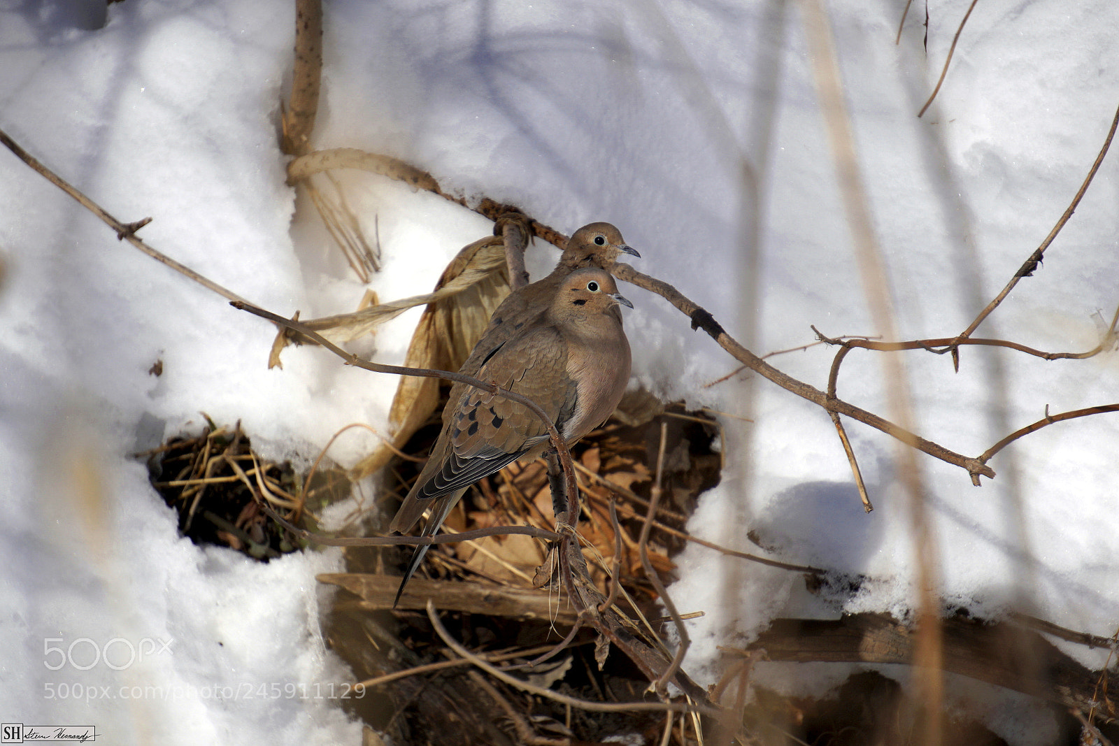 Sony E 55-210mm F4.5-6.3 OSS sample photo. () photography