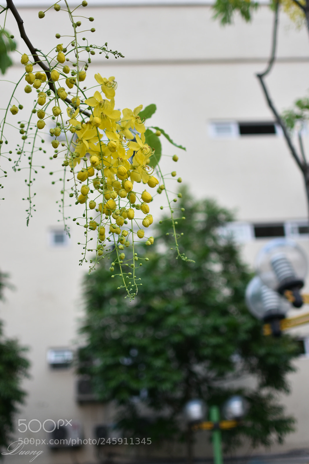 Nikon D7200 sample photo. Thailand flower photography