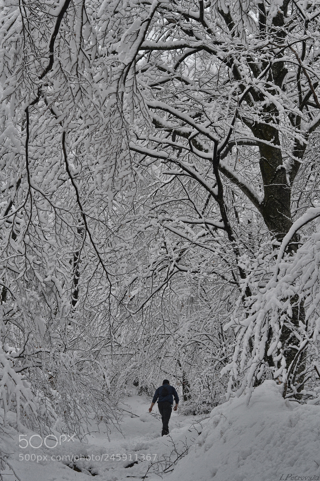 Nikon D3100 sample photo. Fresh snow photography