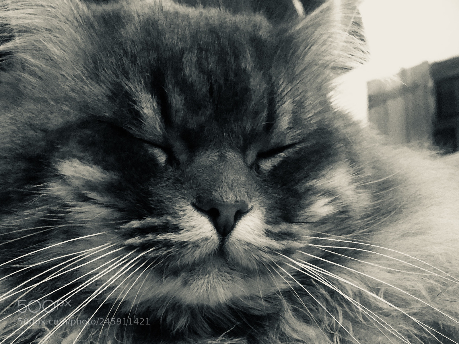 Apple iPhone 6 Plus sample photo. Untitled photography