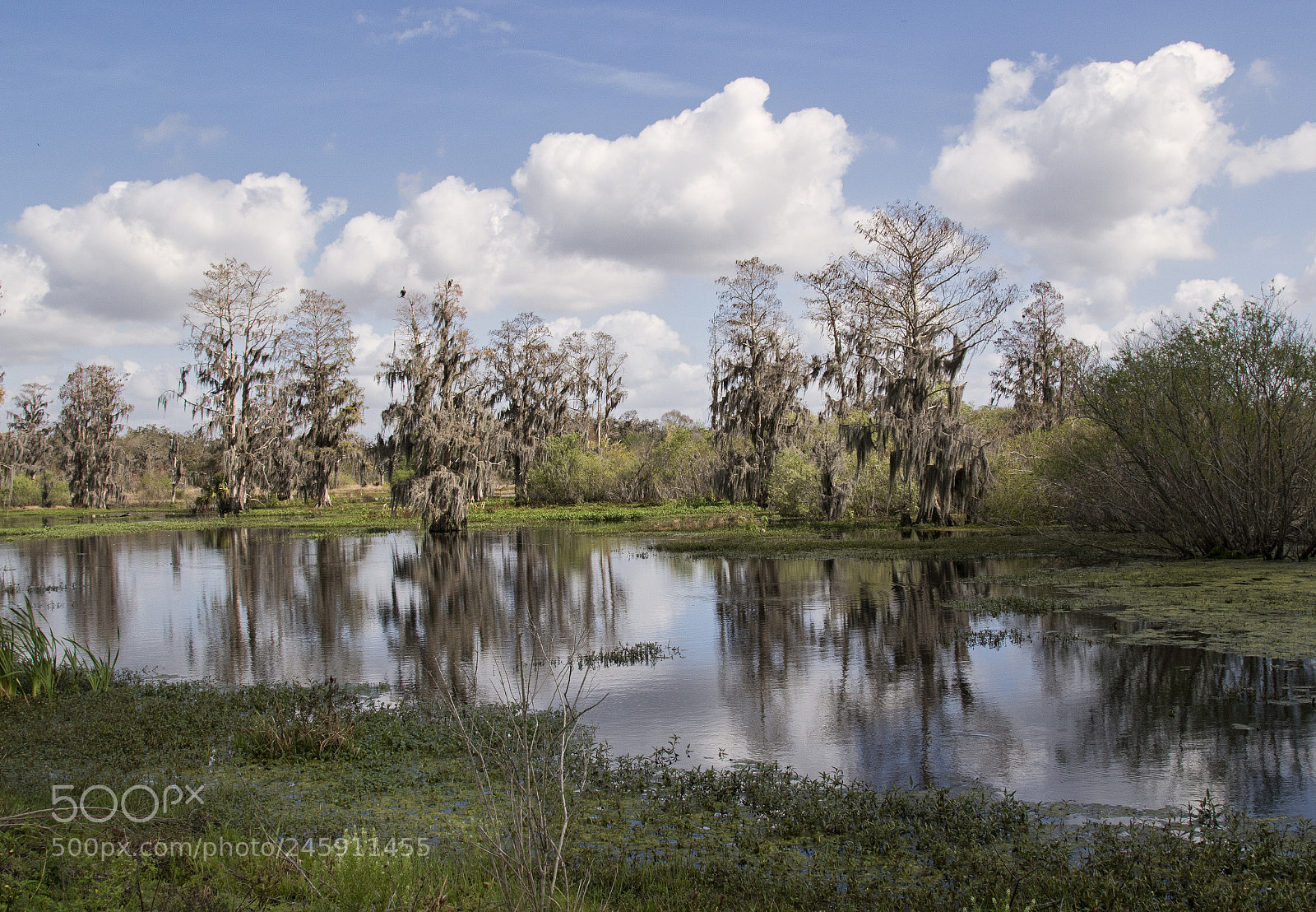 Canon EOS 7D Mark II sample photo. Cypress reflections photography