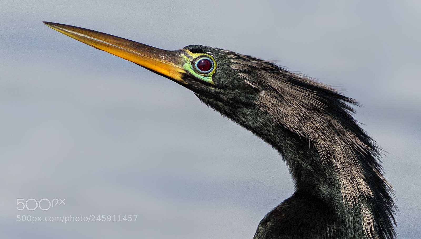 Canon EOS 7D Mark II sample photo. Closeup anhinga profile photography