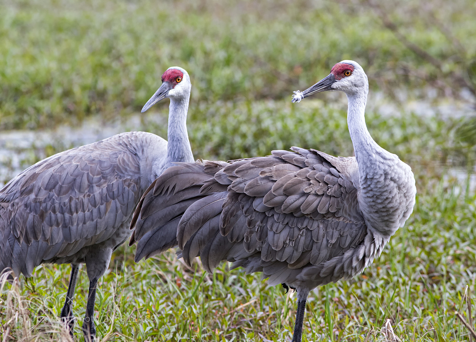 Canon EOS 7D Mark II sample photo. Sandhill cranes photography
