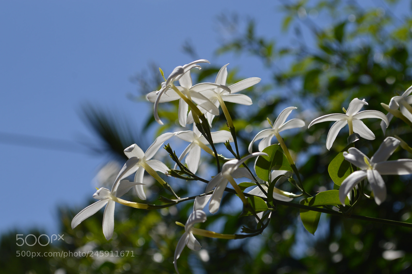 Nikon D3200 sample photo. Blancura photography