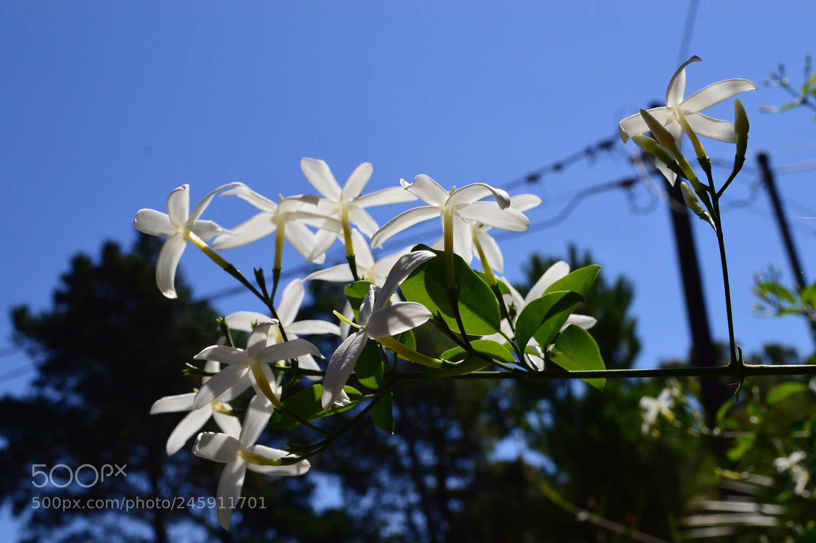 Nikon D3200 sample photo. Blancura1 photography