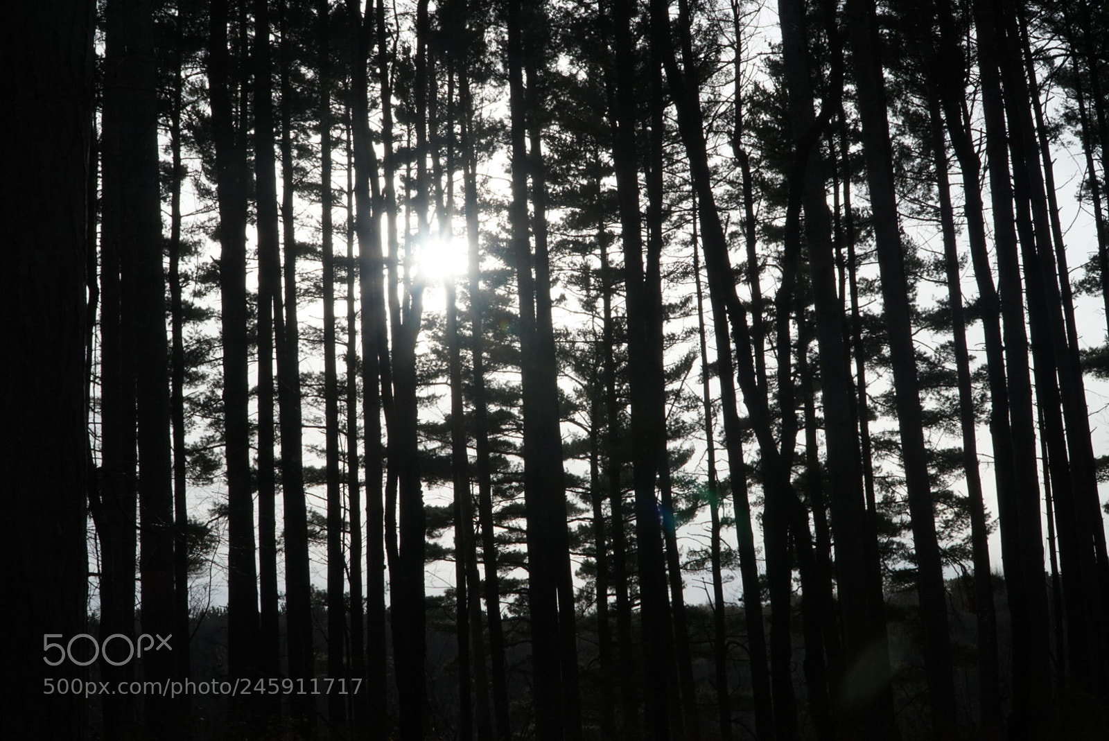 Sony a6300 sample photo. Sunny winter forest. wild photography