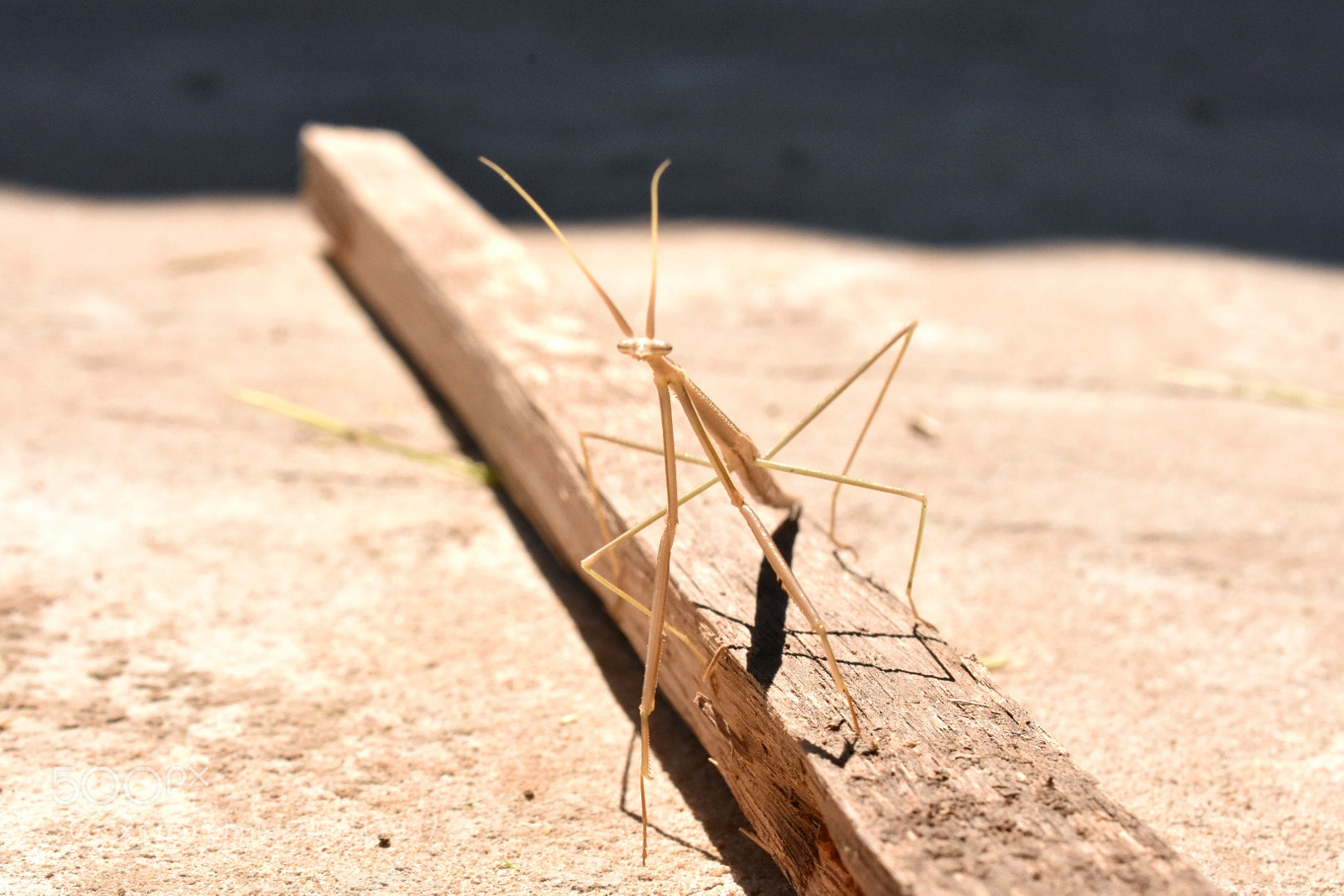 Nikon D3400 sample photo. Insecto palo photography