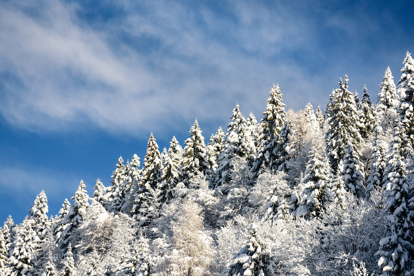 Nikon D7200 sample photo. White pines photography