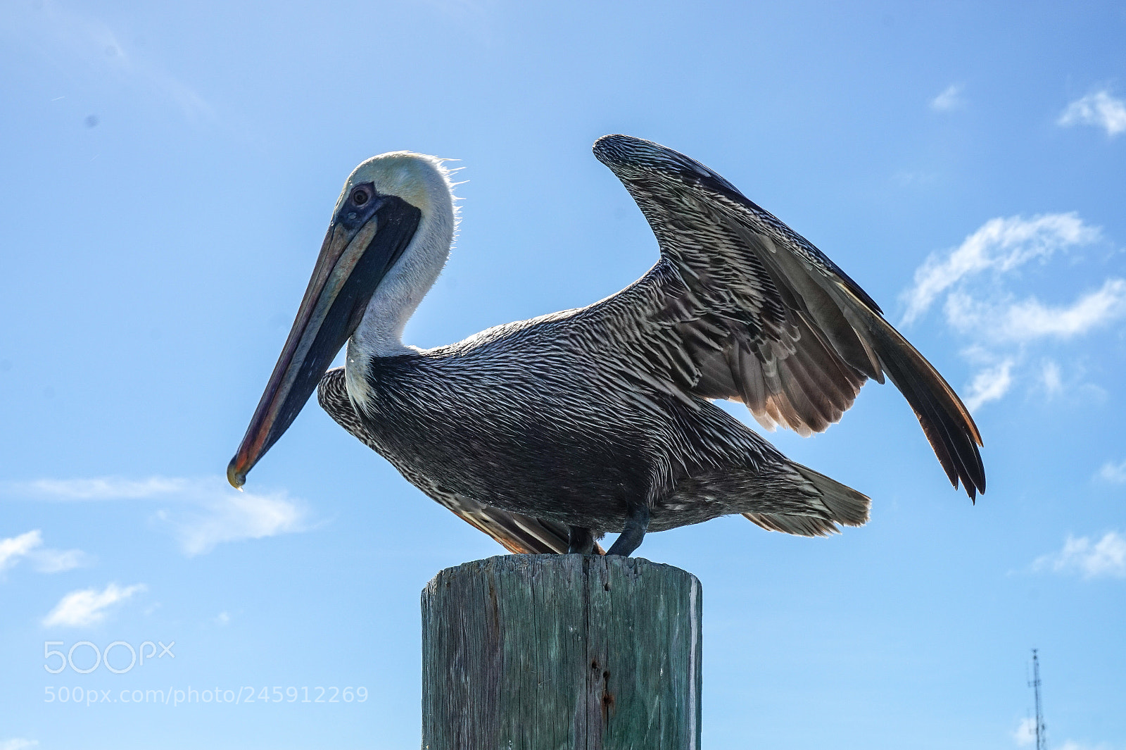 Sony Alpha a5000 (ILCE 5000) sample photo. Pelican photography