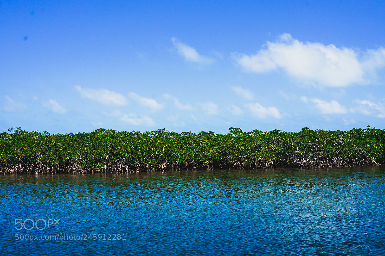 Sony Alpha a5000 (ILCE 5000) sample photo. Mangroves photography