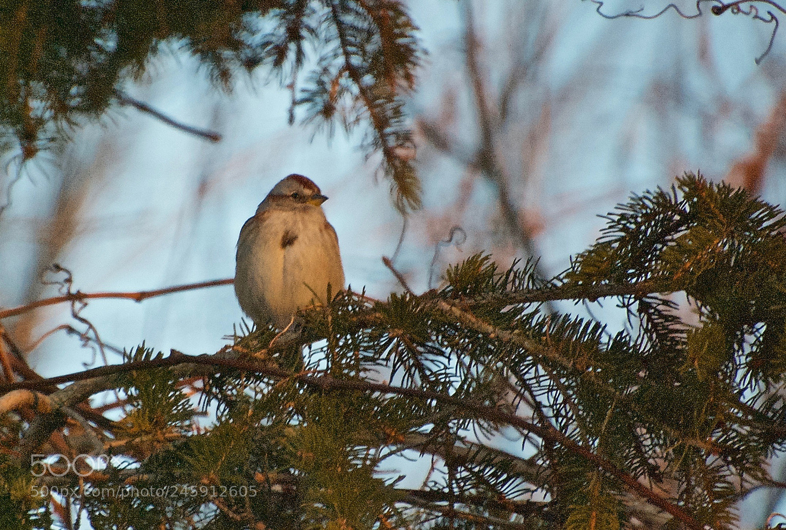 Nikon D80 sample photo. American tree sparrow photography