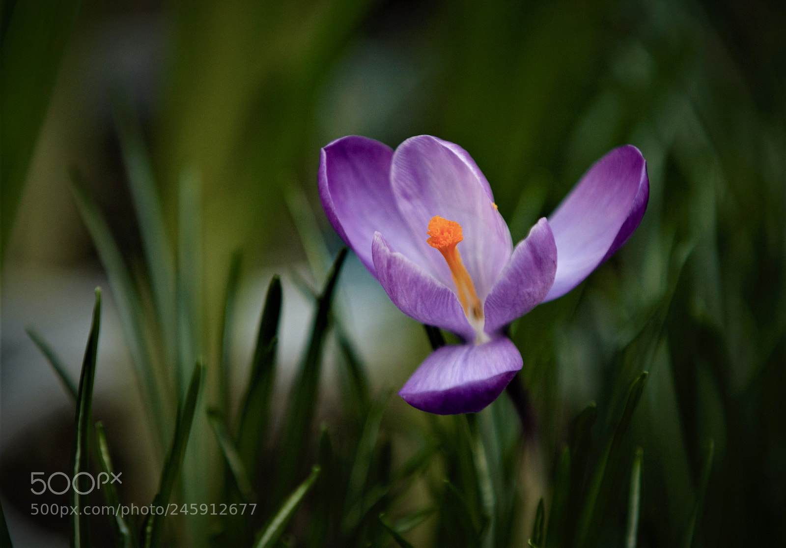 Canon EOS-1D Mark III sample photo. Crocus photography