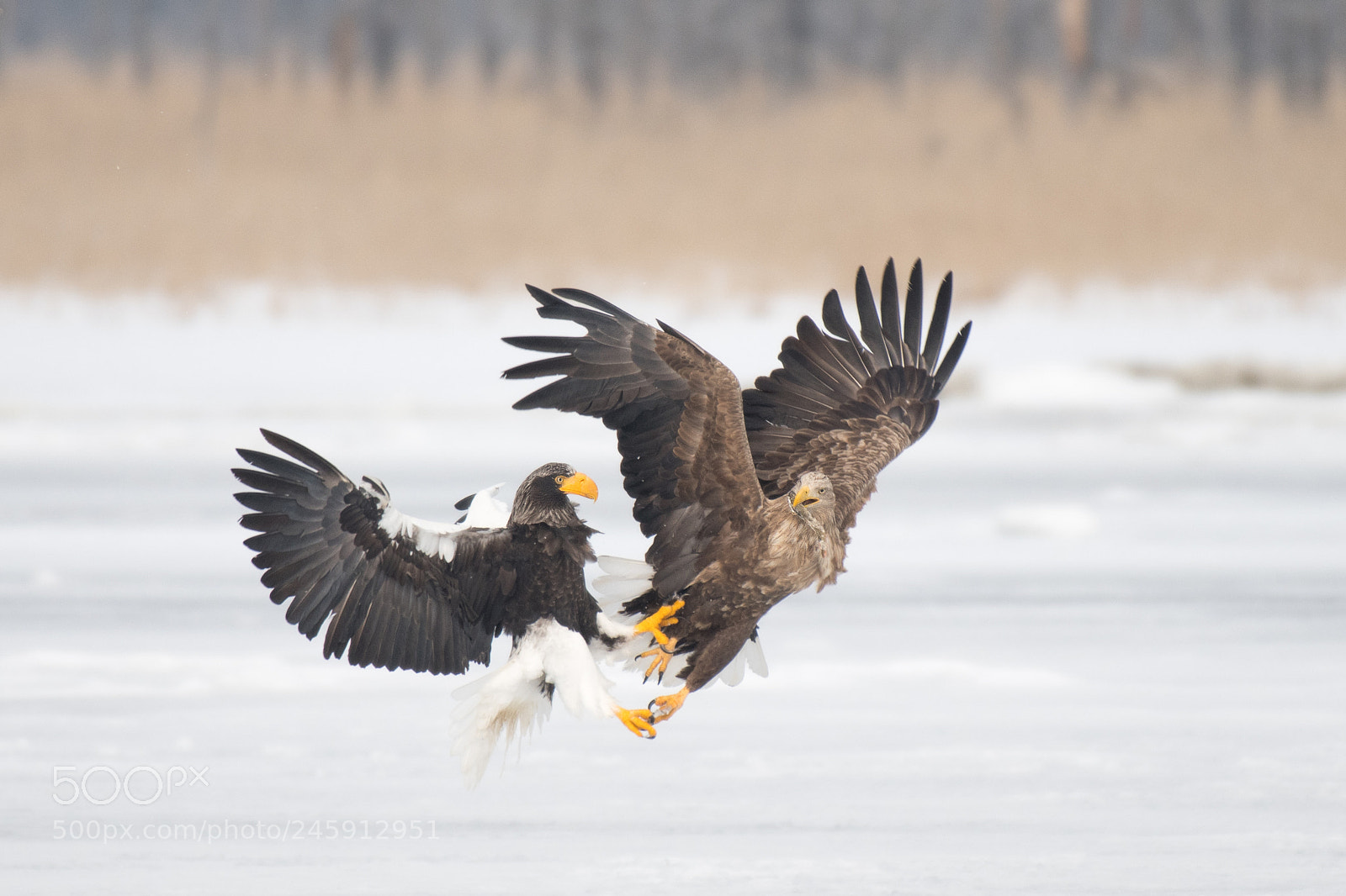 Nikon D500 sample photo. Eagle vs eagle photography