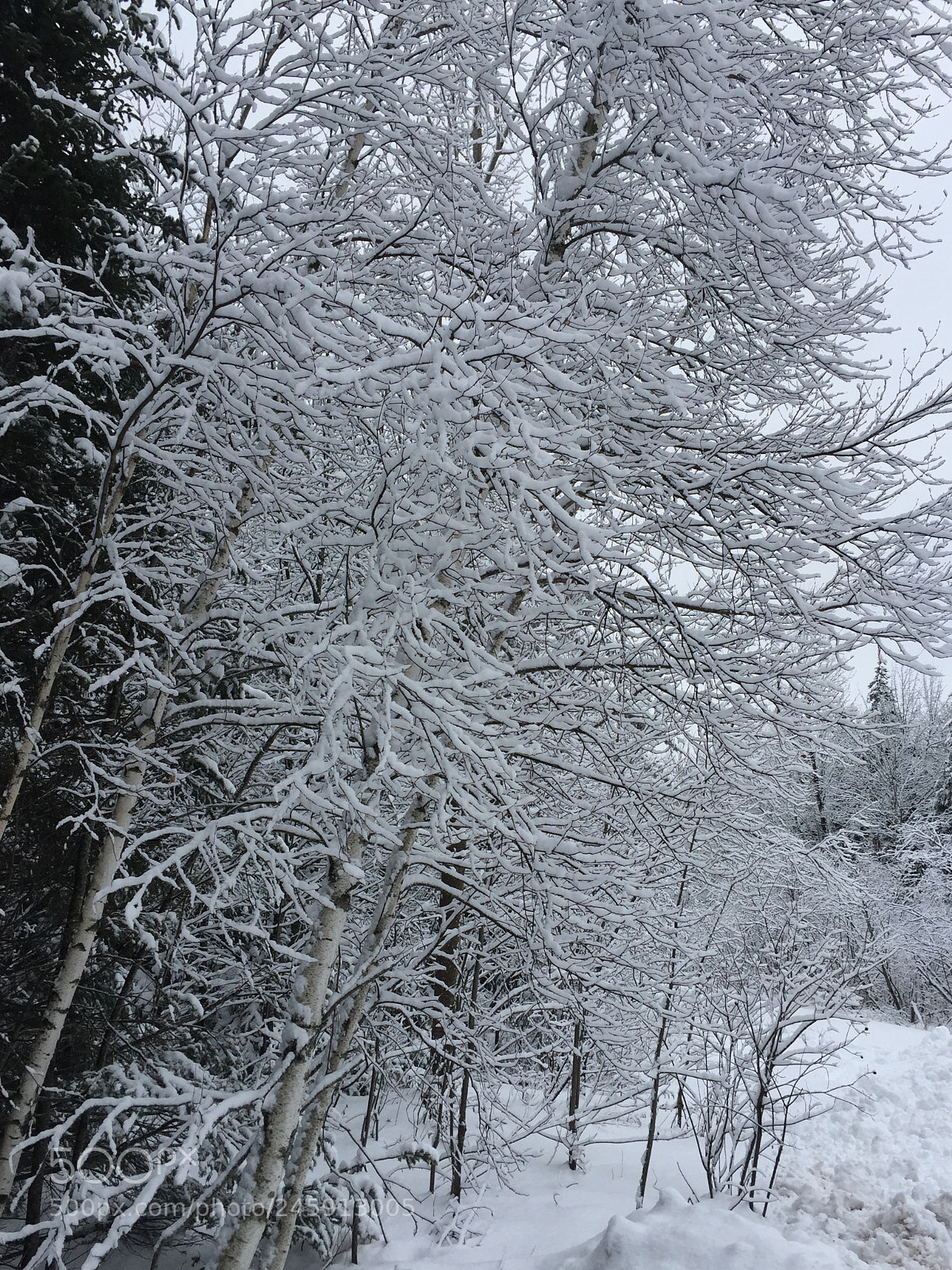 Apple iPhone 6 sample photo. After the snow, comes photography