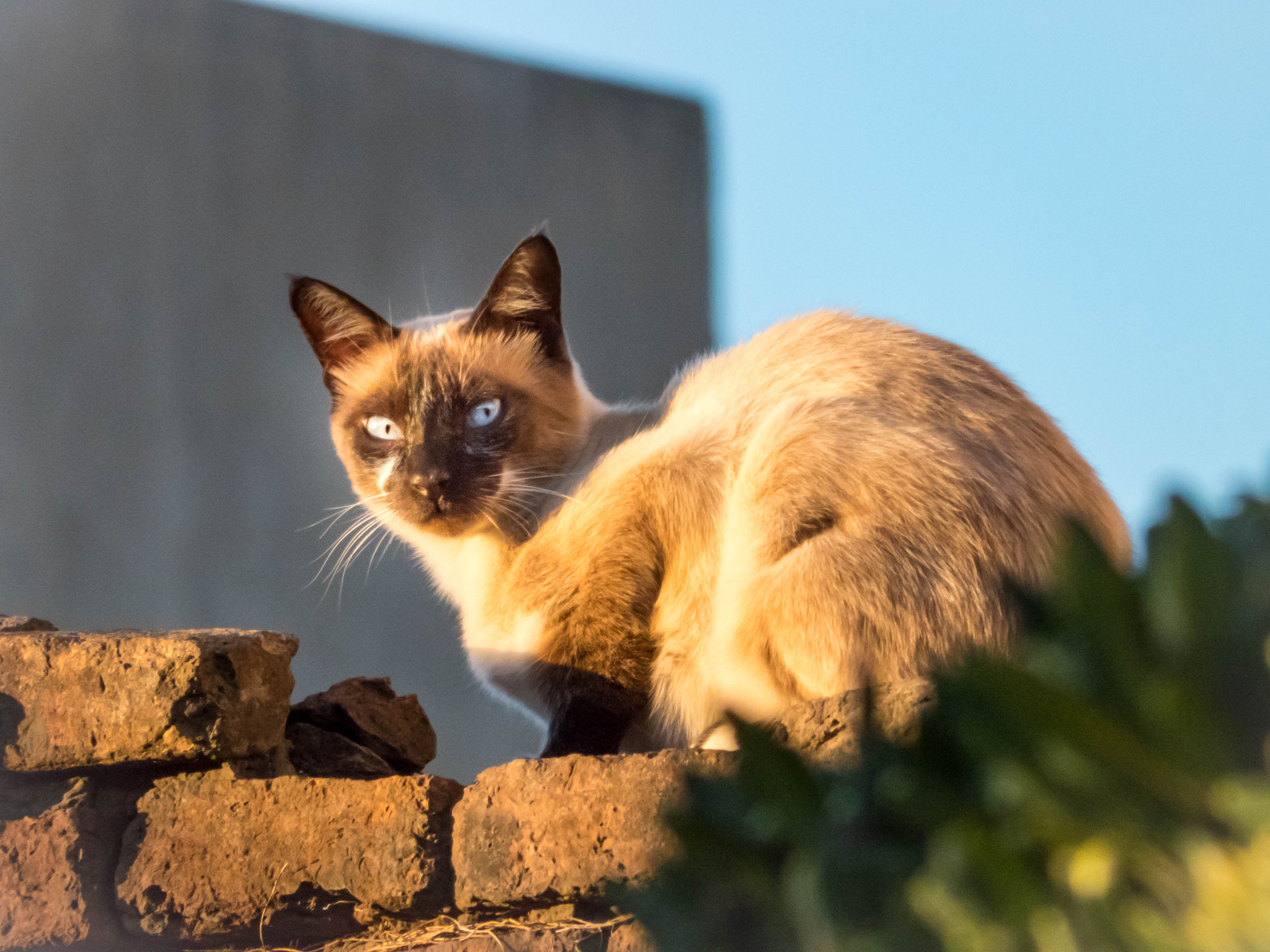 Panasonic DC-FZ80 sample photo. Gato-cat(i would like you to criticize my photos. i want to improve) photography