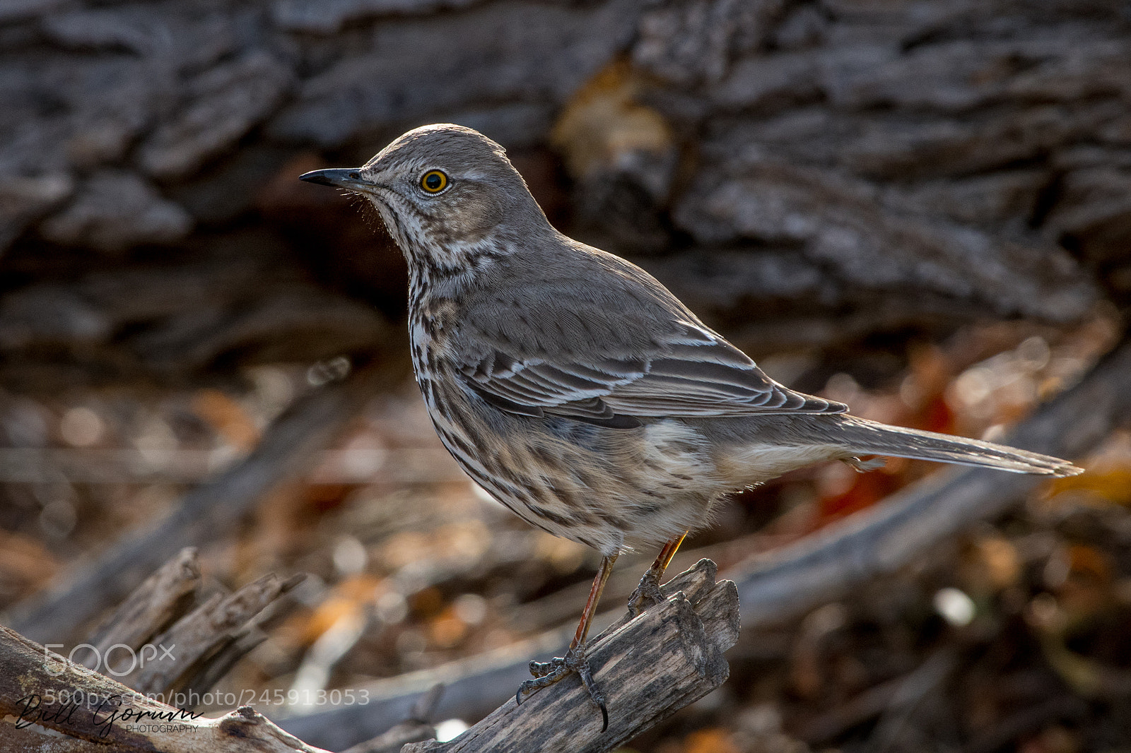 Nikon D500 sample photo. Sage thrasher photography