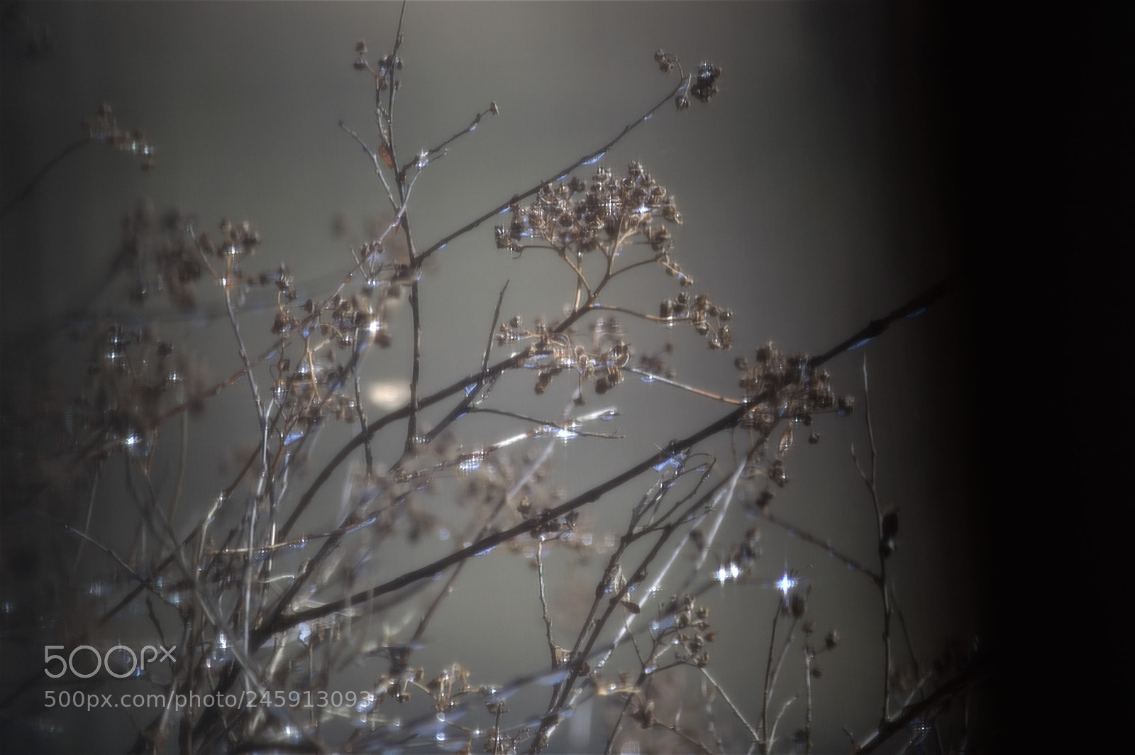 Nikon D3200 sample photo. Sparkles photography