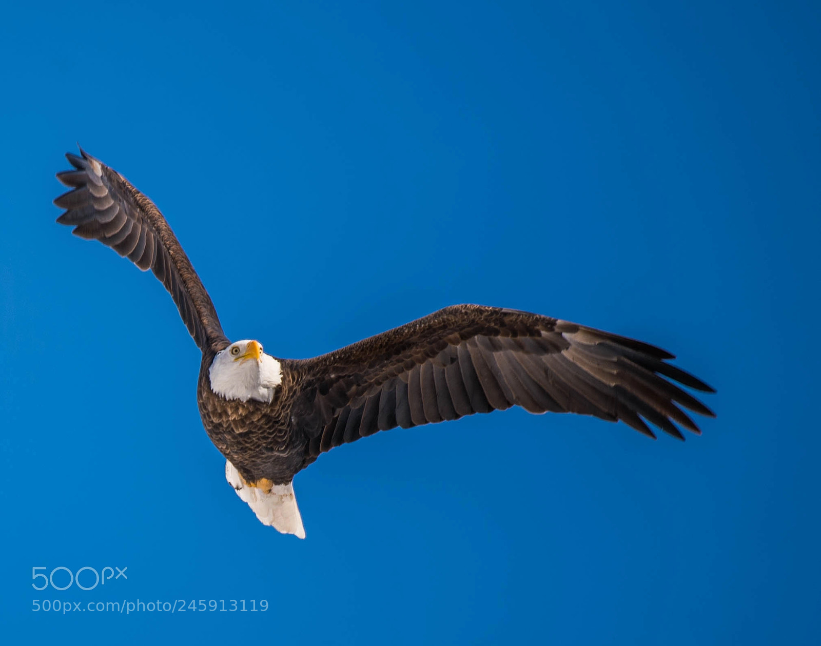 Nikon D4 sample photo. Zero in eagle photography
