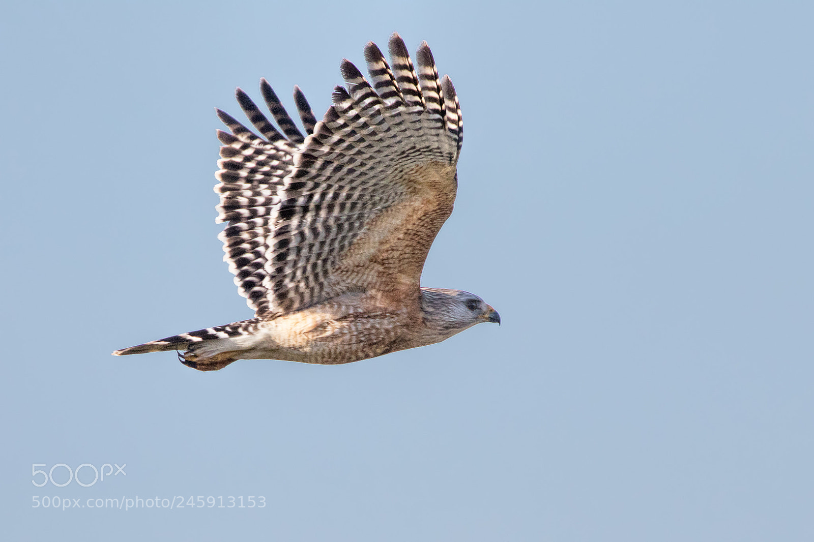 Canon EOS 7D Mark II sample photo. The flight of the photography