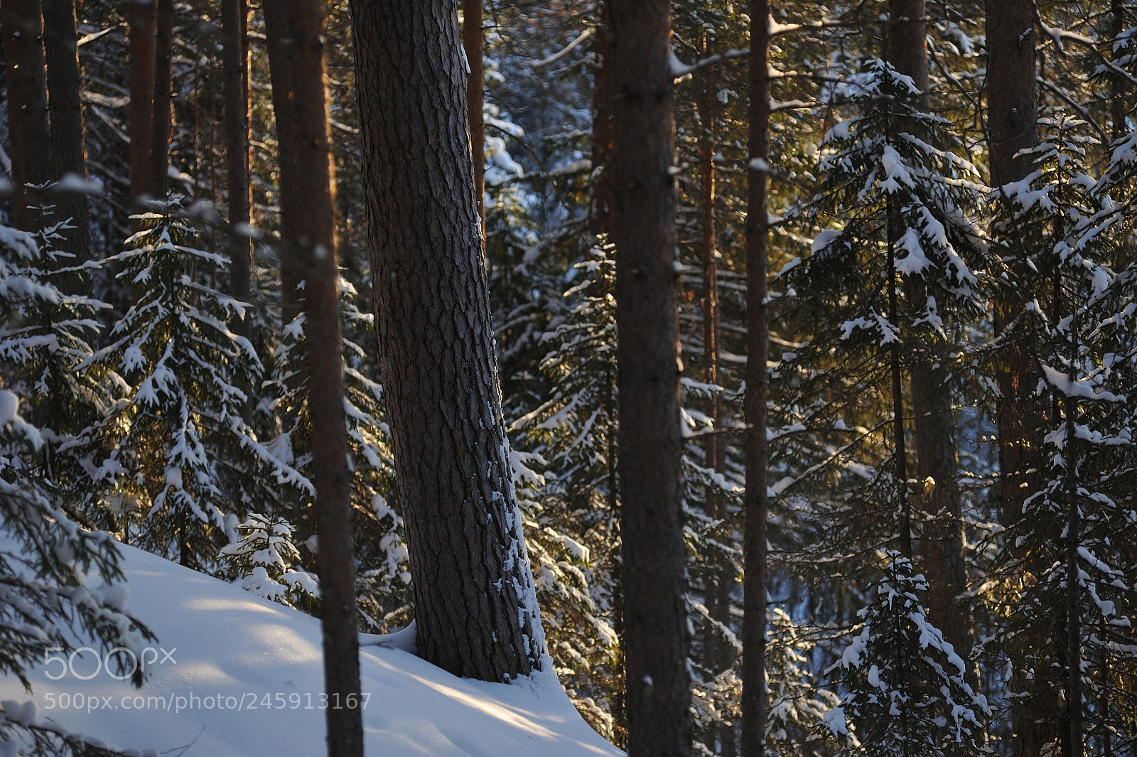 Nikon D700 sample photo. Wintery forest. photography