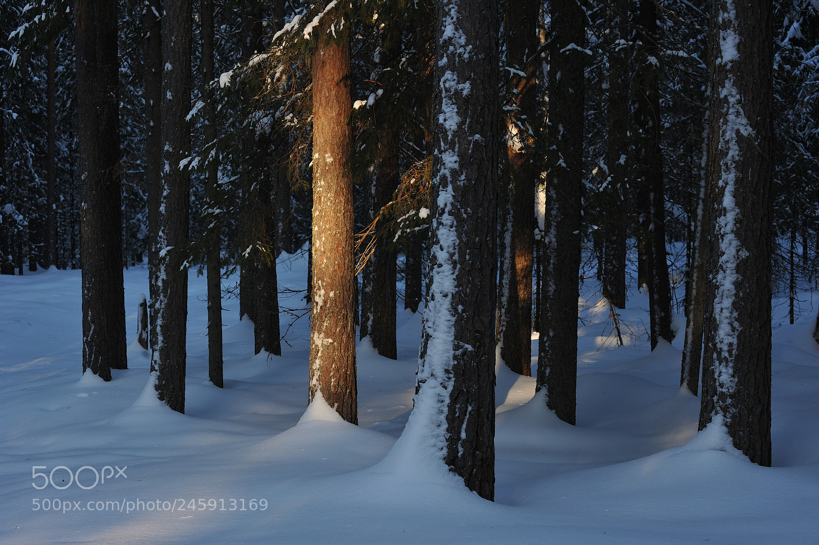 Nikon D700 sample photo. Wintery forest. photography
