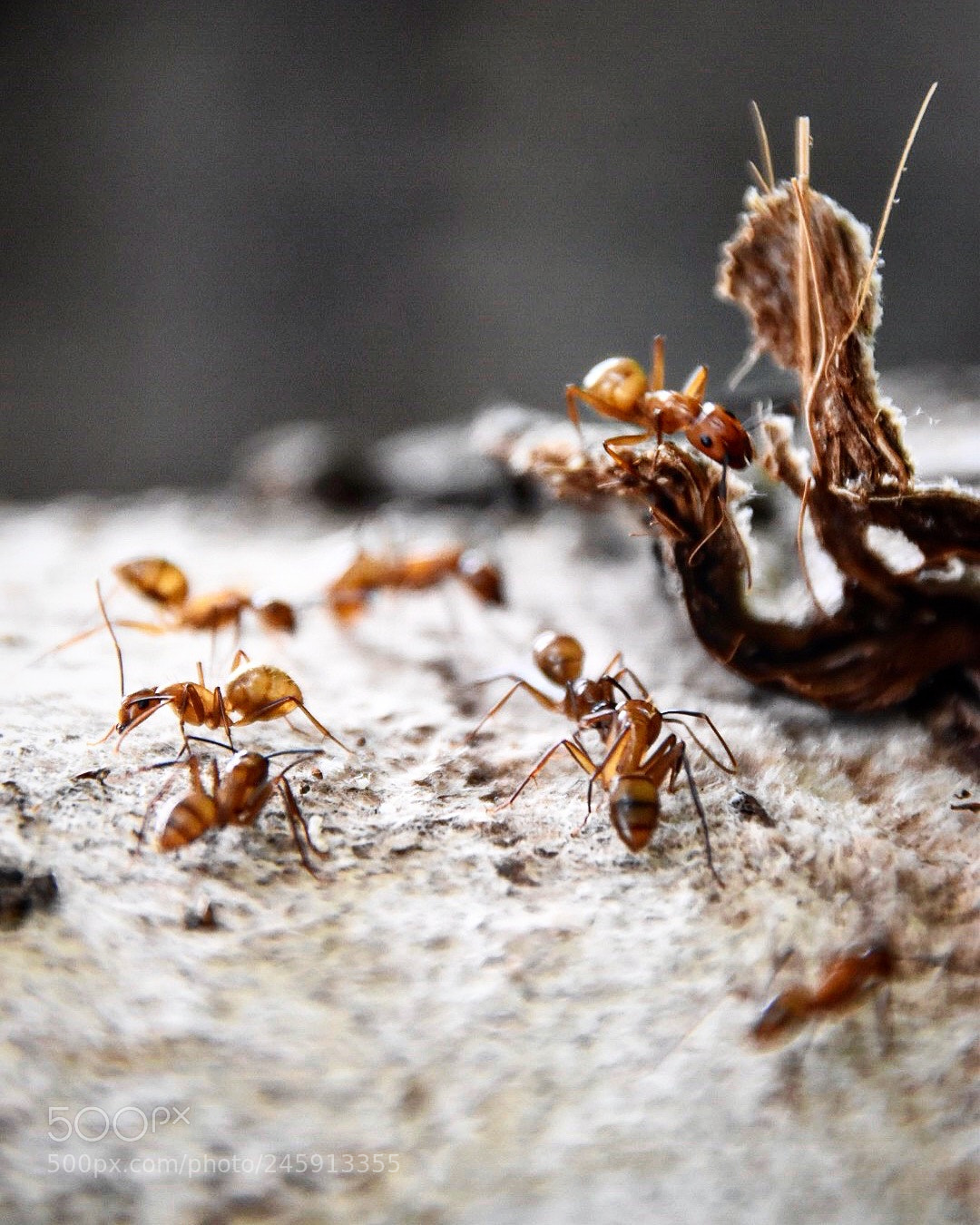 Nikon D5500 sample photo. Ants photography