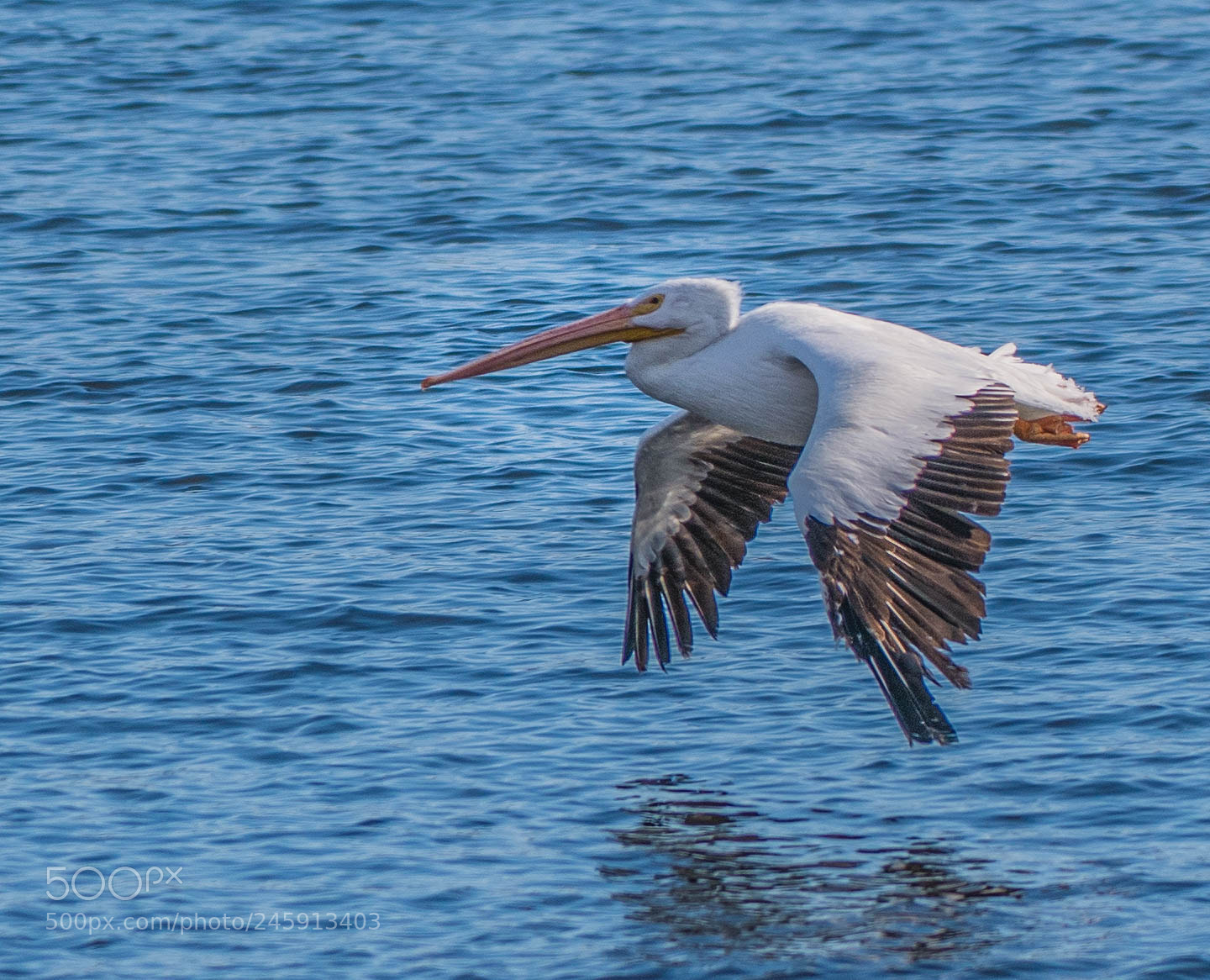 Nikon D850 sample photo. Pelican at the dam! photography