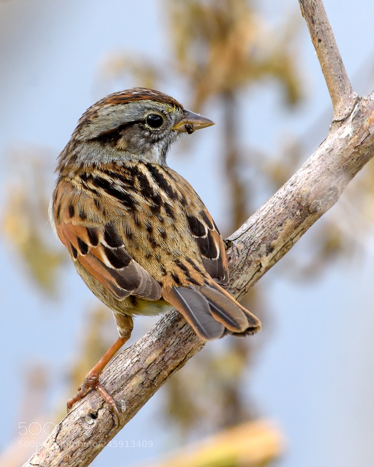 Nikon D7200 sample photo. Swamp sparrow photography