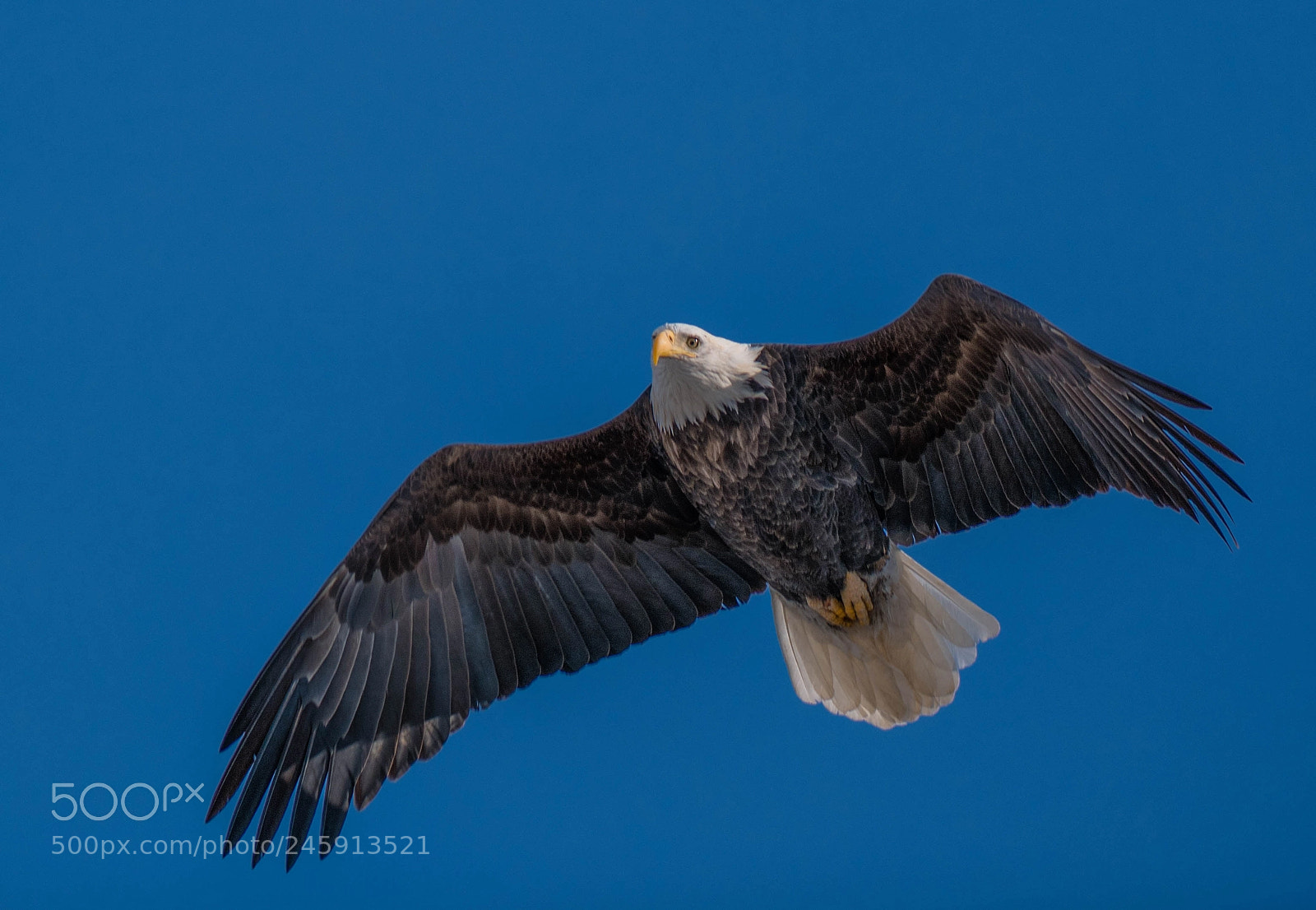 Nikon D850 sample photo. Searching for fish! photography