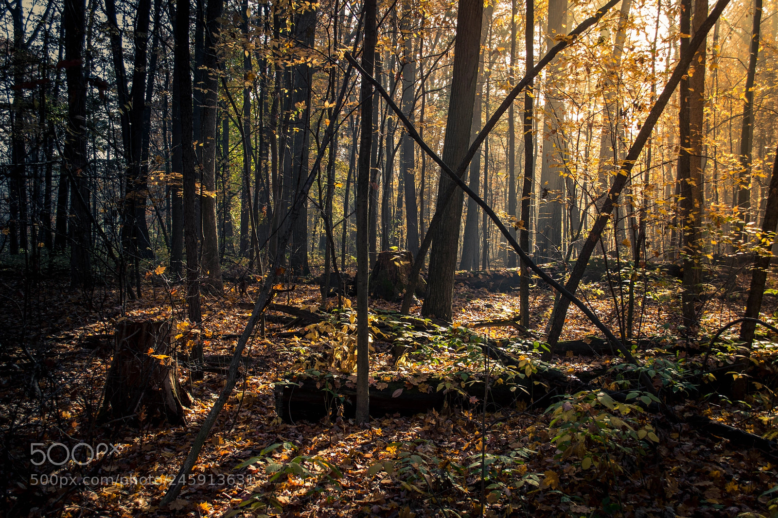 Nikon D5500 sample photo. Magic photography