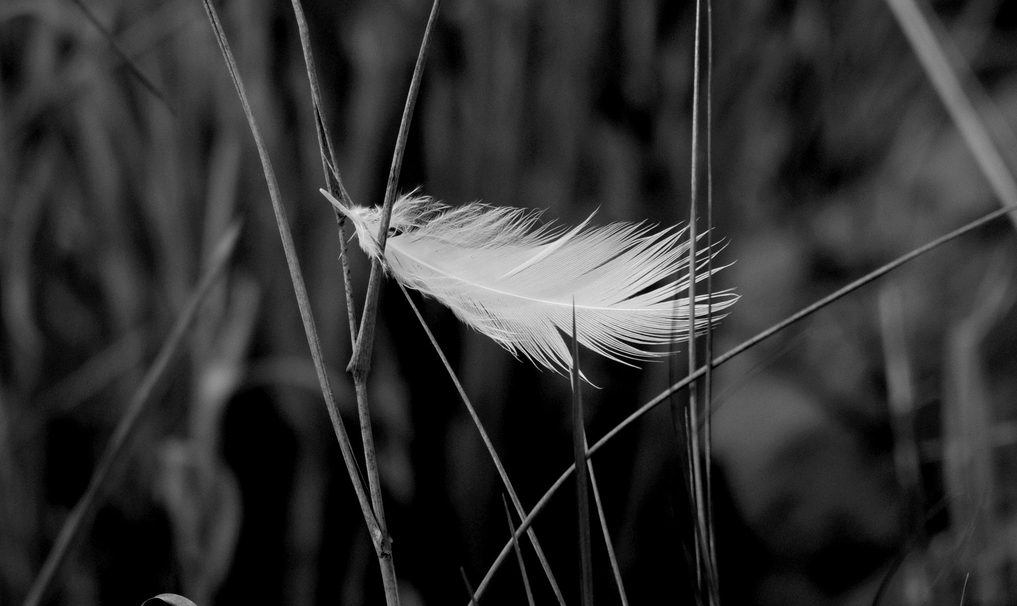Nikon D300 + Sigma 150-500mm F5-6.3 DG OS HSM sample photo. Feather in the wind photography