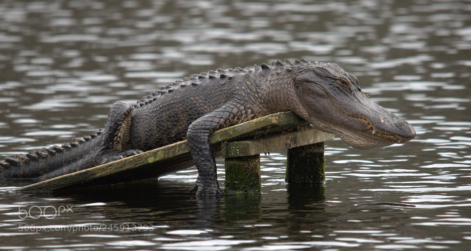 Nikon D300 sample photo. What is on my photography