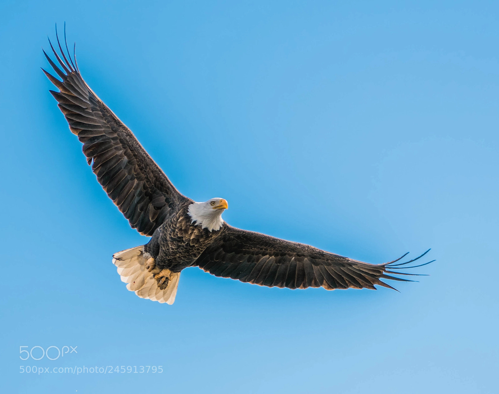 Nikon D850 sample photo. Majestic in flight! photography