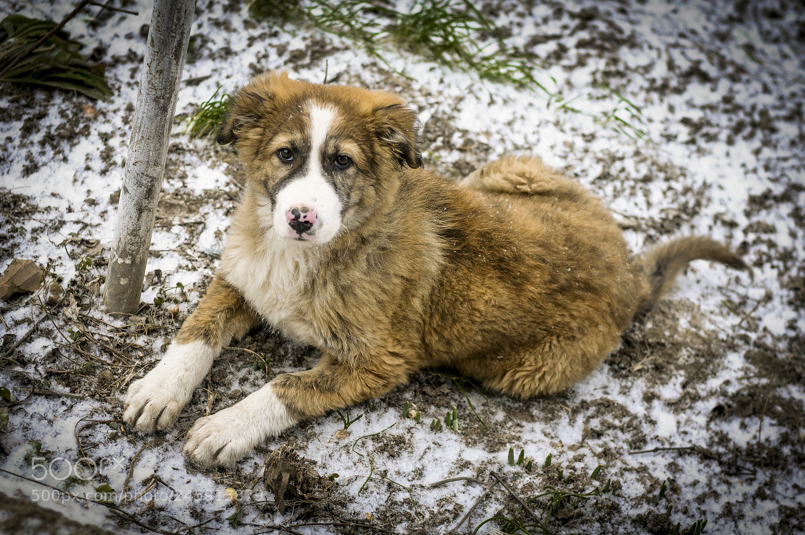 Nikon D300 sample photo. Not feeling the cold photography