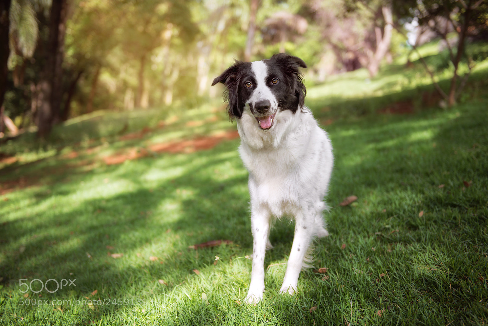 Nikon D610 sample photo. Border collie bella photography