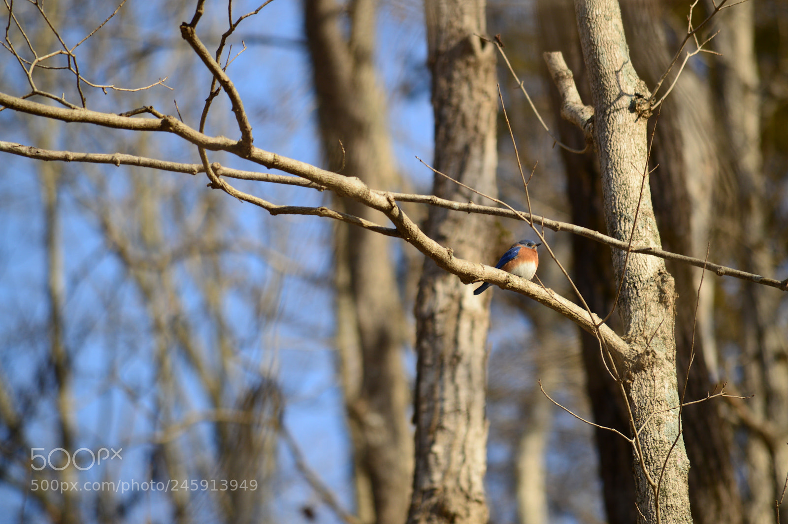 Nikon D3200 sample photo. Eastern bluebird photography